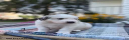 Great Pyrenees dogs for sale: Nicky - Ad 4