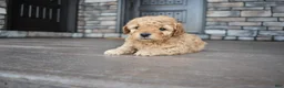 Mini Goldendoodle dogs for sale: Reed - Ad 7