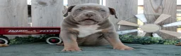 American Bully dogs for sale: Felix - Ad 3