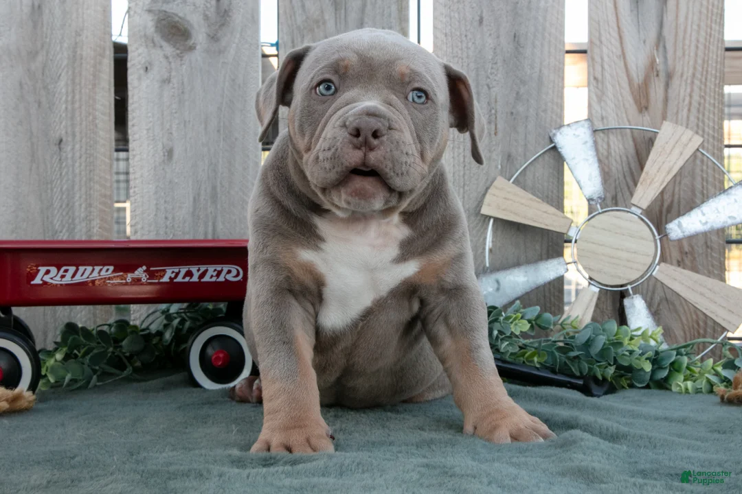 American Bully dogs for sale: Felix - Ad 3