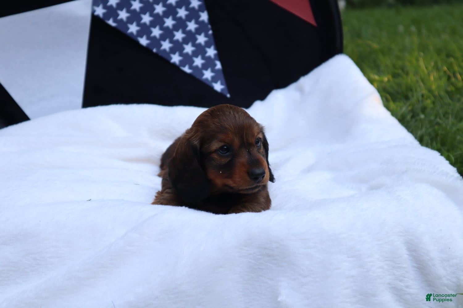 Miniature Dachshund dogs Milo - Ad 1