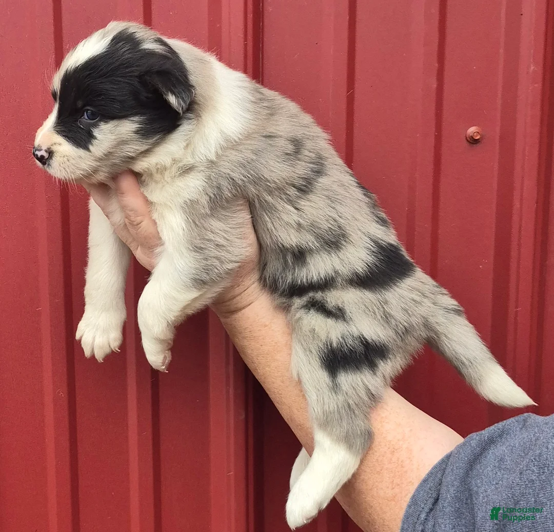 Mixed Breed dogs for sale: Mixed Breed 6 - Ad 2