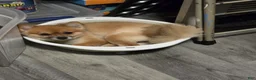 Pomeranian dogs for sale: Francheska - Ad 2