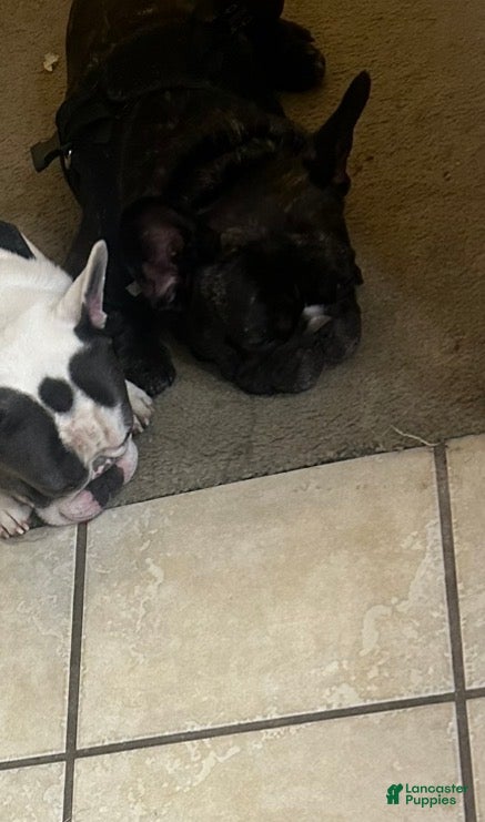 French Bulldog dogs Phil Frenchie male - Ad 15