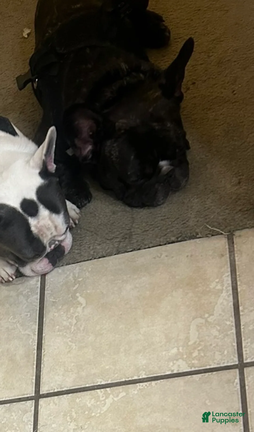 French Bulldog dogs for sale: Phil Frenchie male - Ad 1