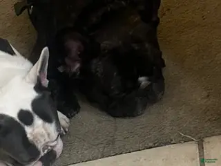 French Bulldog dogs Phil Frenchie male - Ad 15