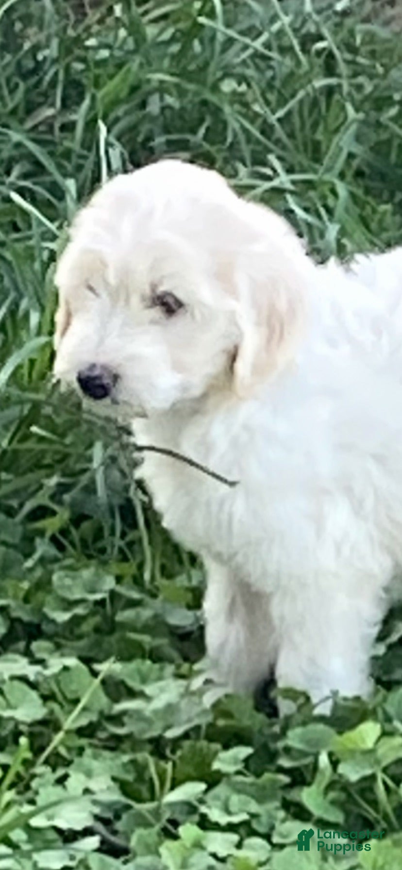 Goldendoodle dogs for sale: Goldendoodle 6 - Ad 1