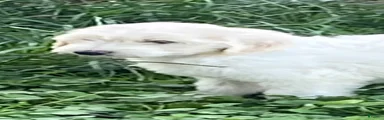 Goldendoodle 6