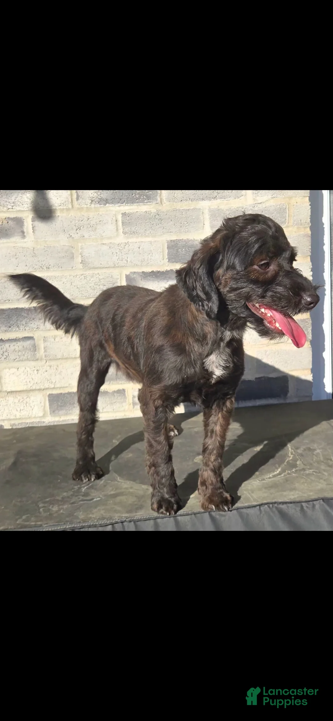 Bernedoodle dogs for sale: Bernedoodle Puppy 2 - Ad 4