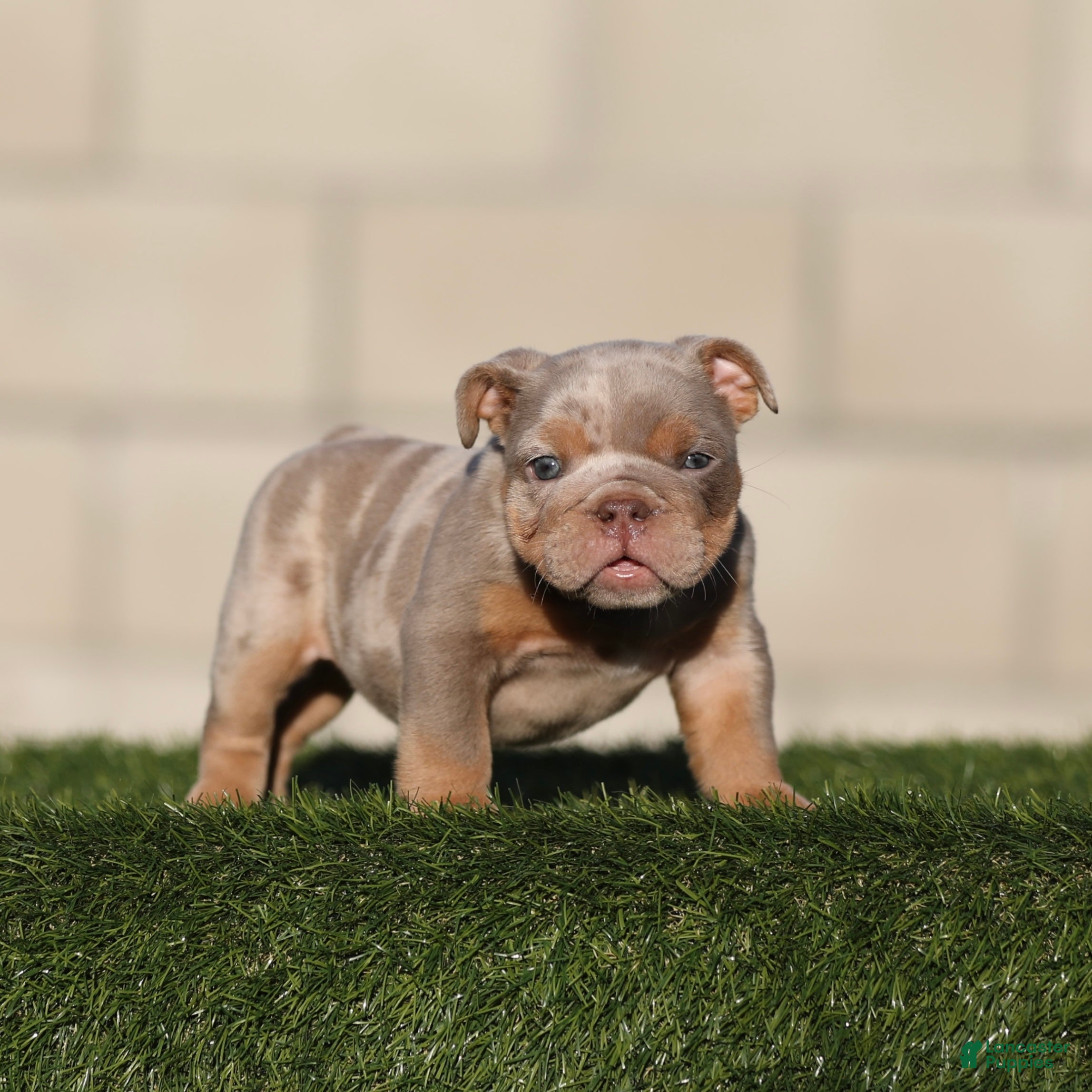 English Bulldog dogs English Bulldog 3 - Ad 20