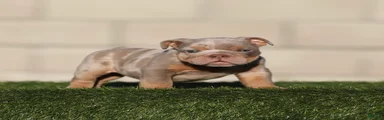 English Bulldog 3
