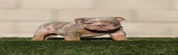 English Bulldog dogs for sale: English Bulldog 3 - Ad 1