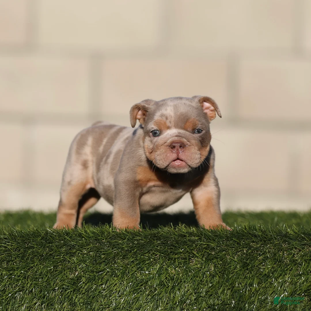English Bulldog dogs for sale: English Bulldog 3 - Ad 1