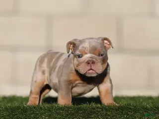 English Bulldog dogs English Bulldog 3 - Ad 34