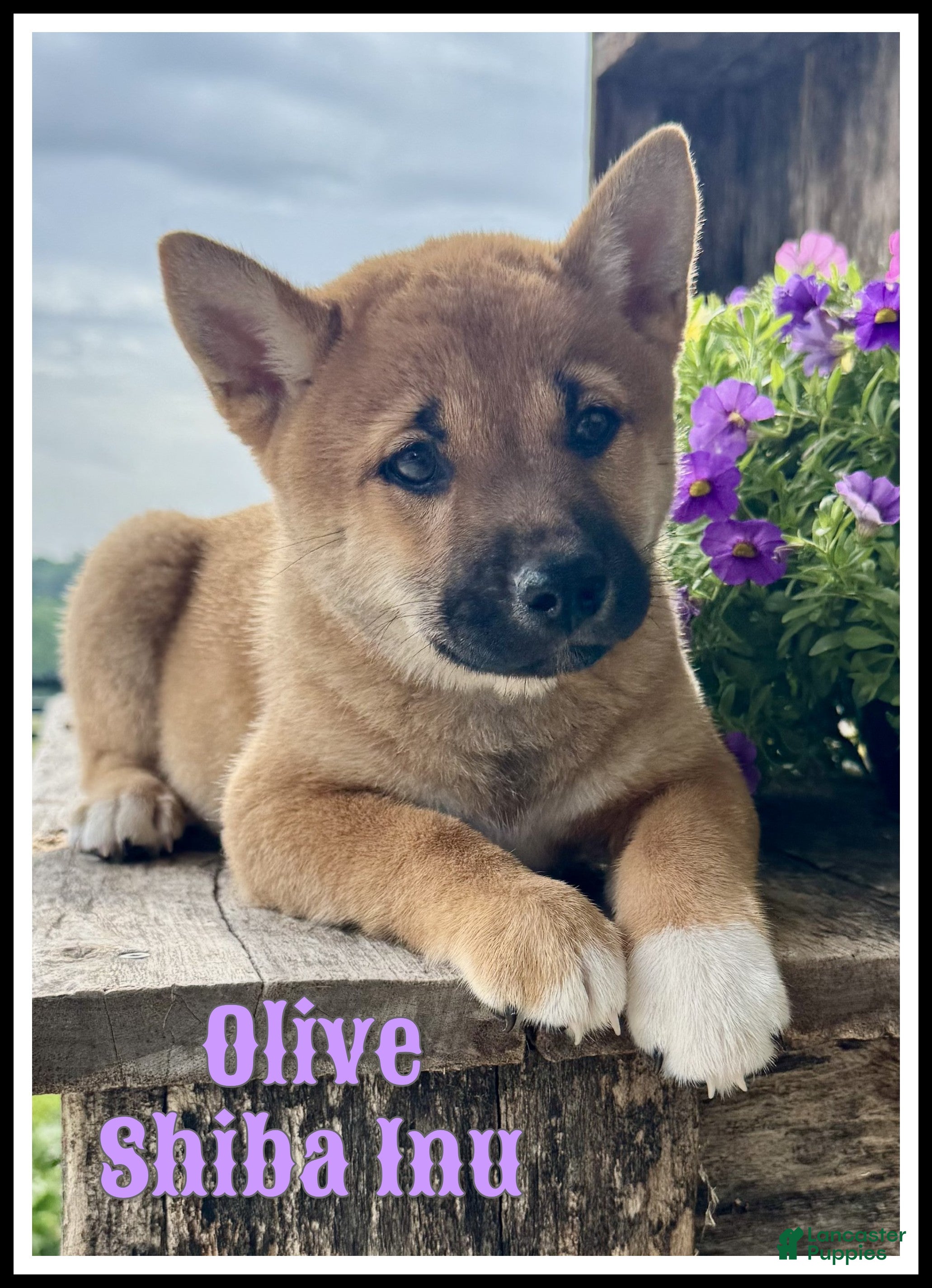 Shiba Inu dogs Olive - Ad 1