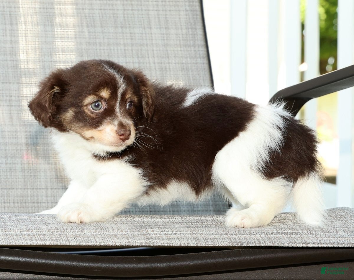 Havanese dogs for sale: Margie - Ad 9