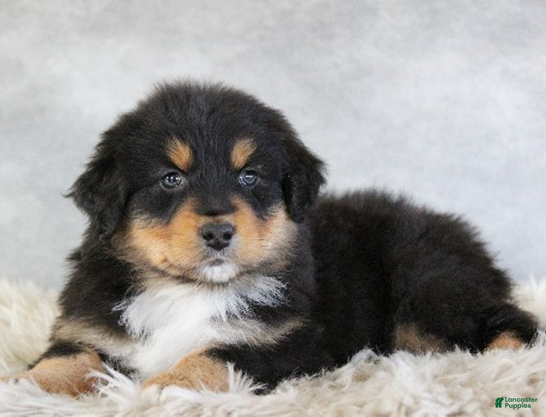 Australian Shepherd dogs for sale: Trixie - Ad 6
