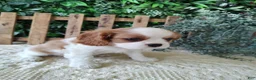Cavalier King Charles Spaniel dogs for sale: Lance - Ad 10
