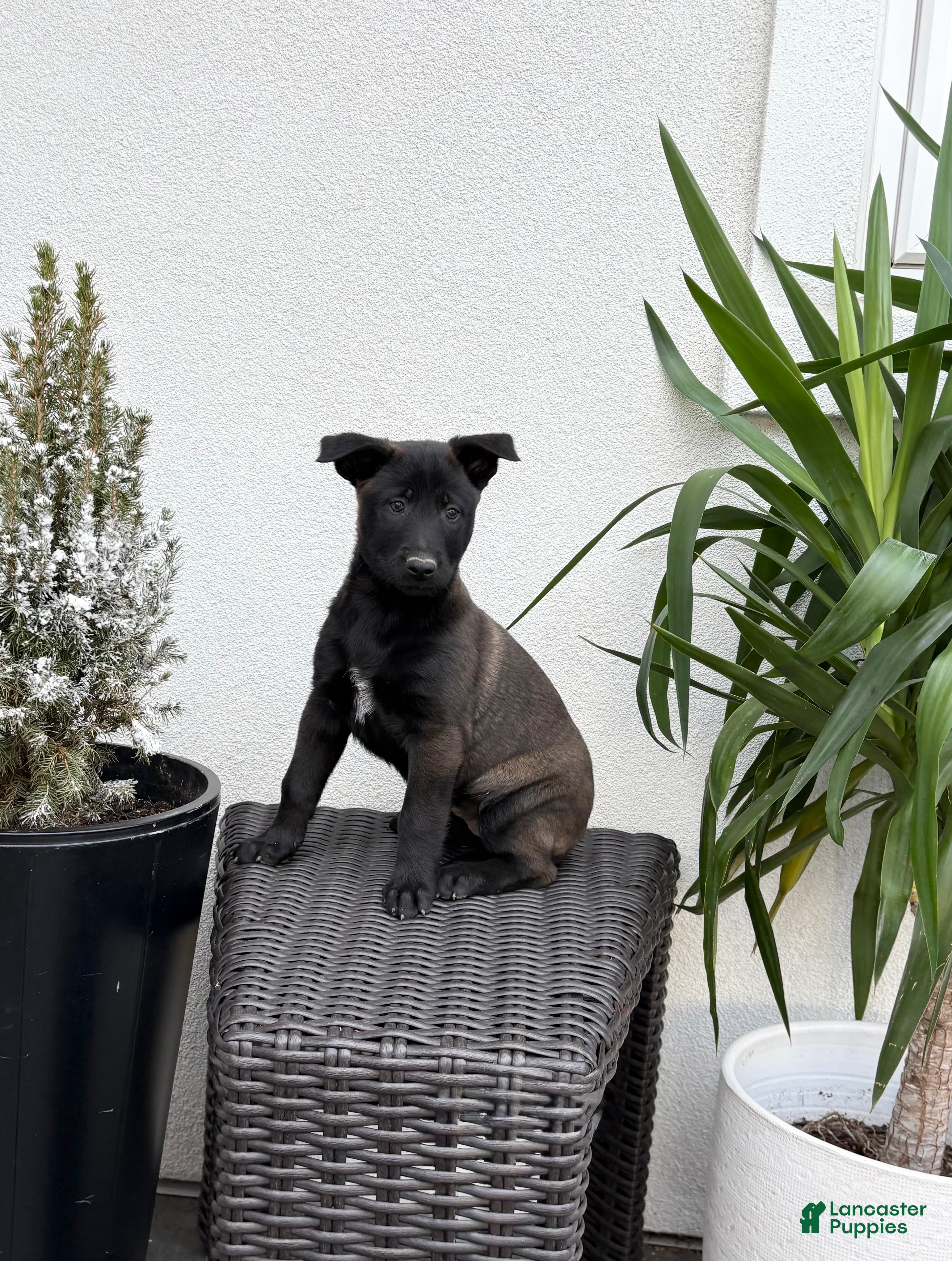 Belgian Malinois dogs Belgian Malinois Puppy (Midnight) - Ad 1