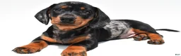 Miniature Dachshund dogs for sale: Teddy - Ad 3