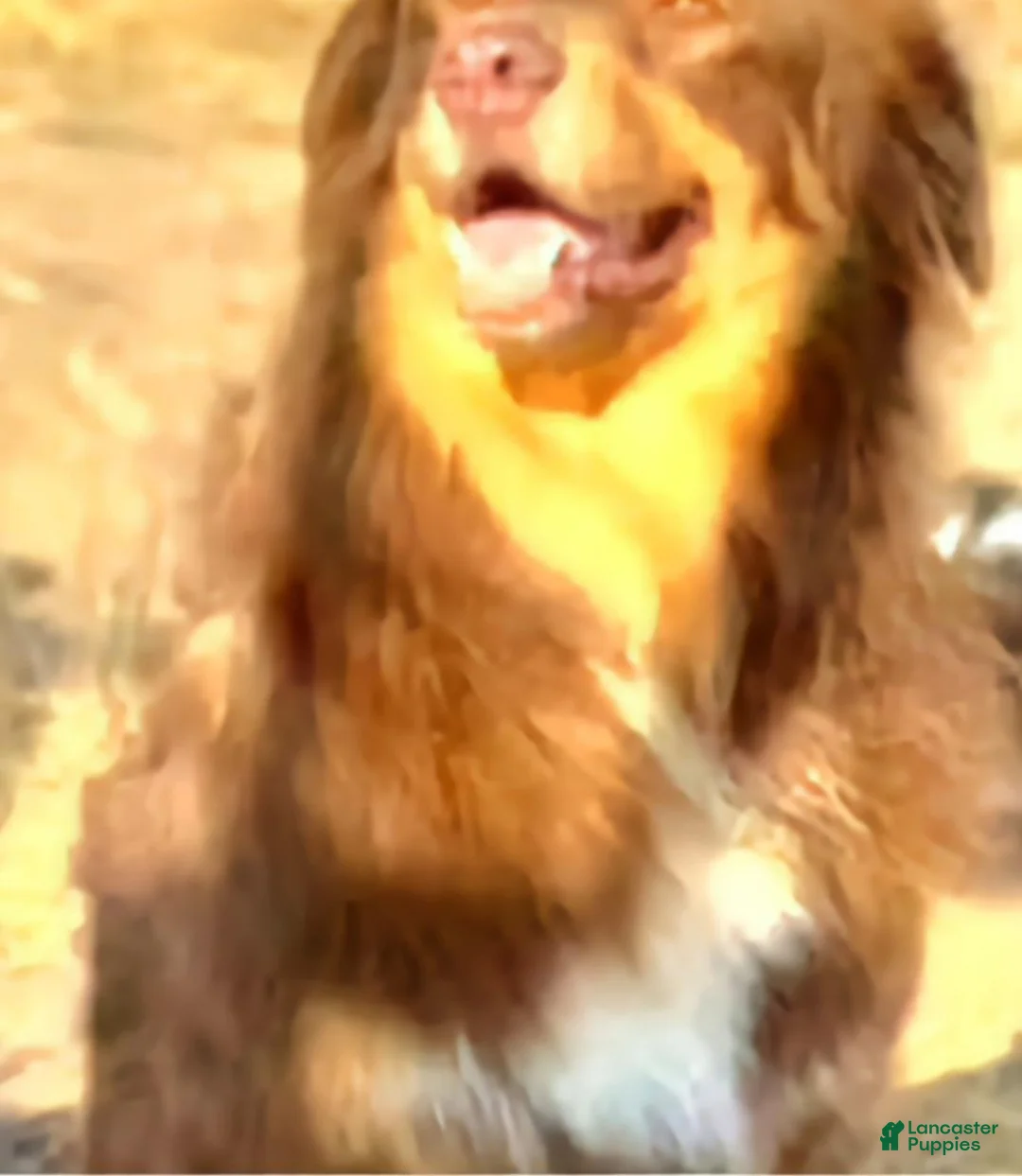Mixed Breed dogs for sale: SierraMadre - Ad 4