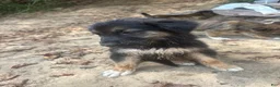 German Shepherd dogs for sale: German Shepherd 2 - Ad 19
