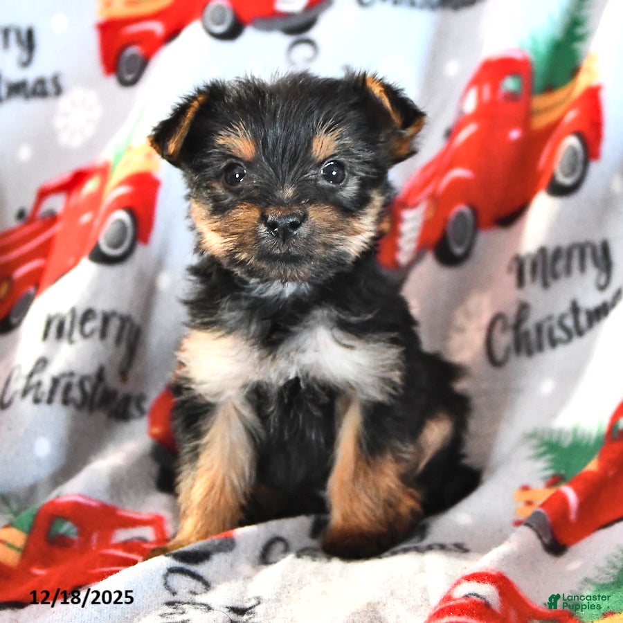 Morkie dogs Miles - Ad 2