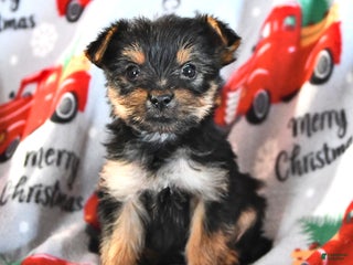 Morkie dogs Miles - Ad 13