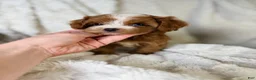 Cavapoo dogs for sale: Orion-tiny toy - Ad 6