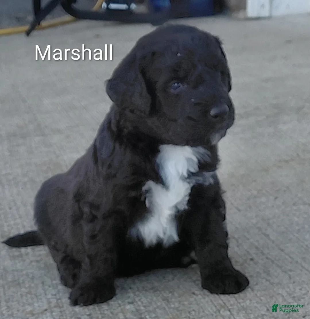 Mini Goldendoodle dogs for sale: Mountain Goldendoodle - Marshall - Ad 1