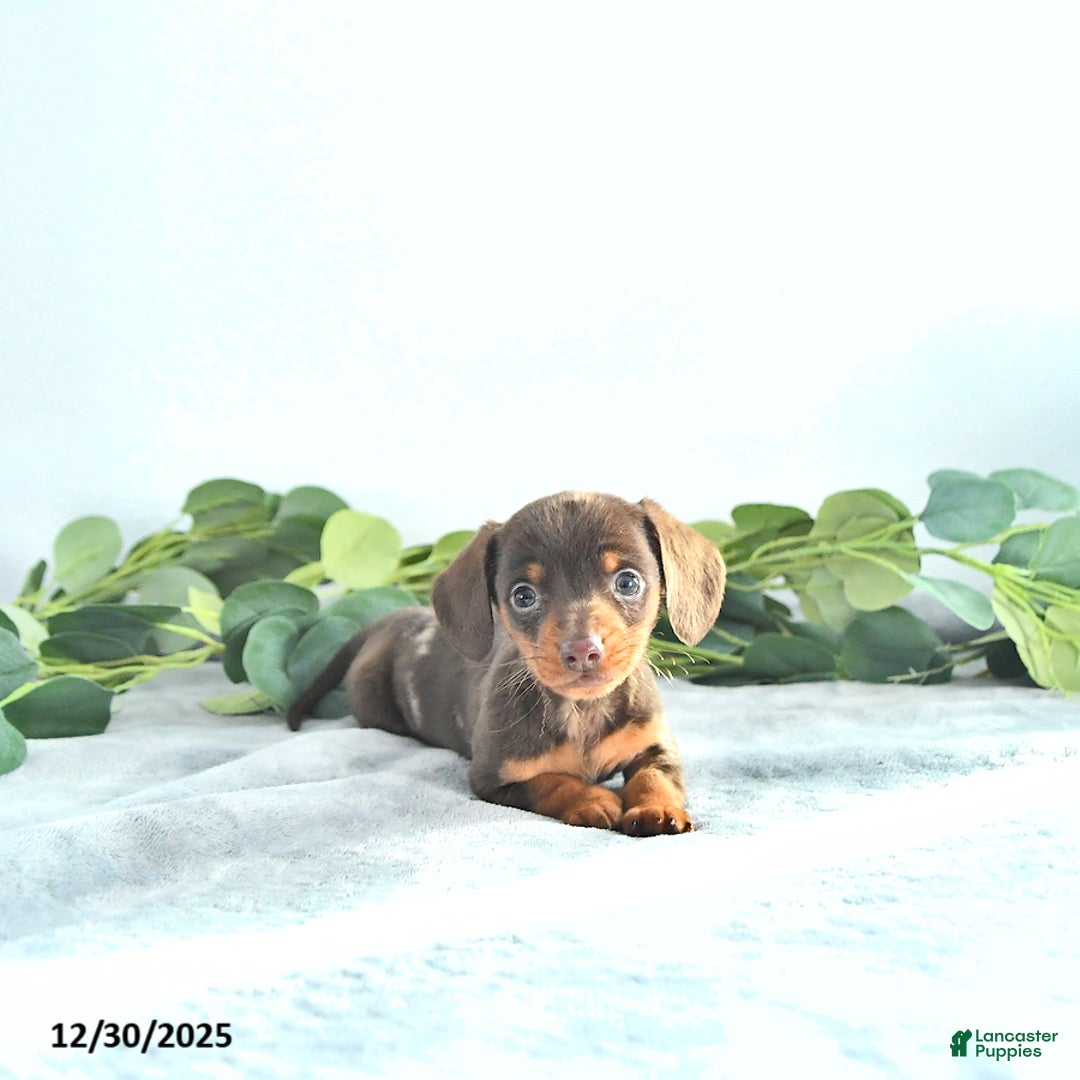 Miniature Dachshund dogs for sale: Sparkey   - Ad 2