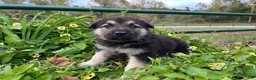 German Shepherd dogs for sale: Onyx - Ad 2