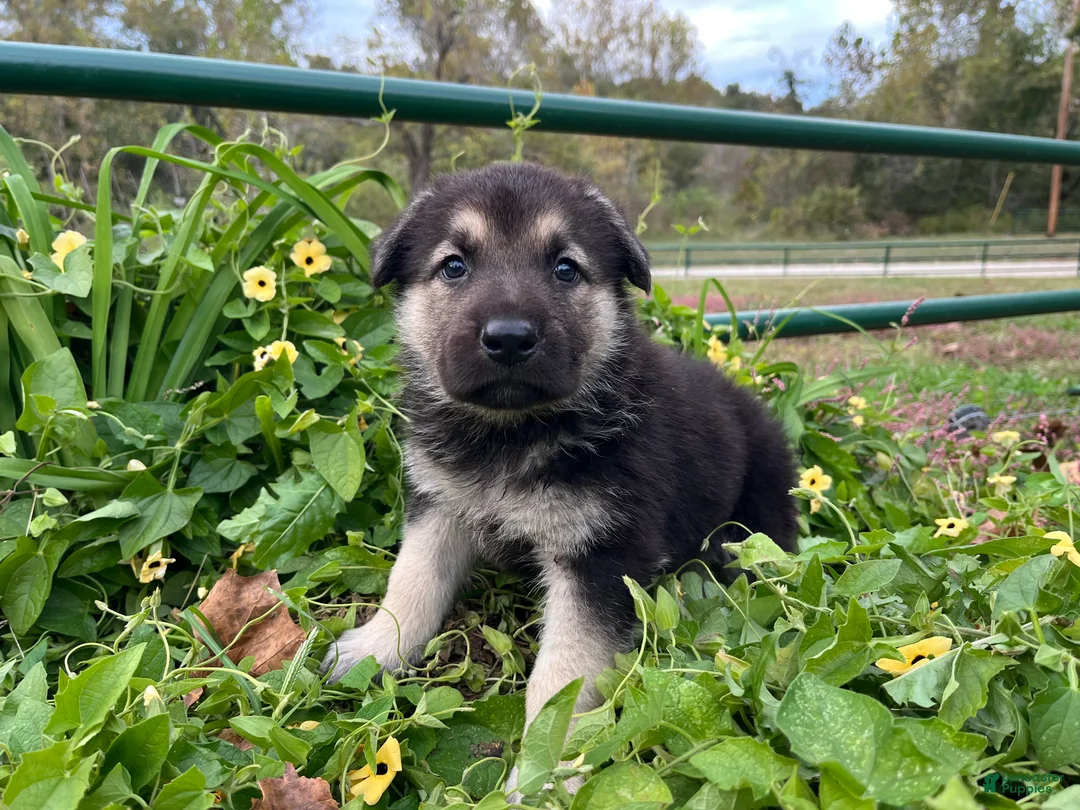 German Shepherd dogs for sale: Onyx - Ad 2