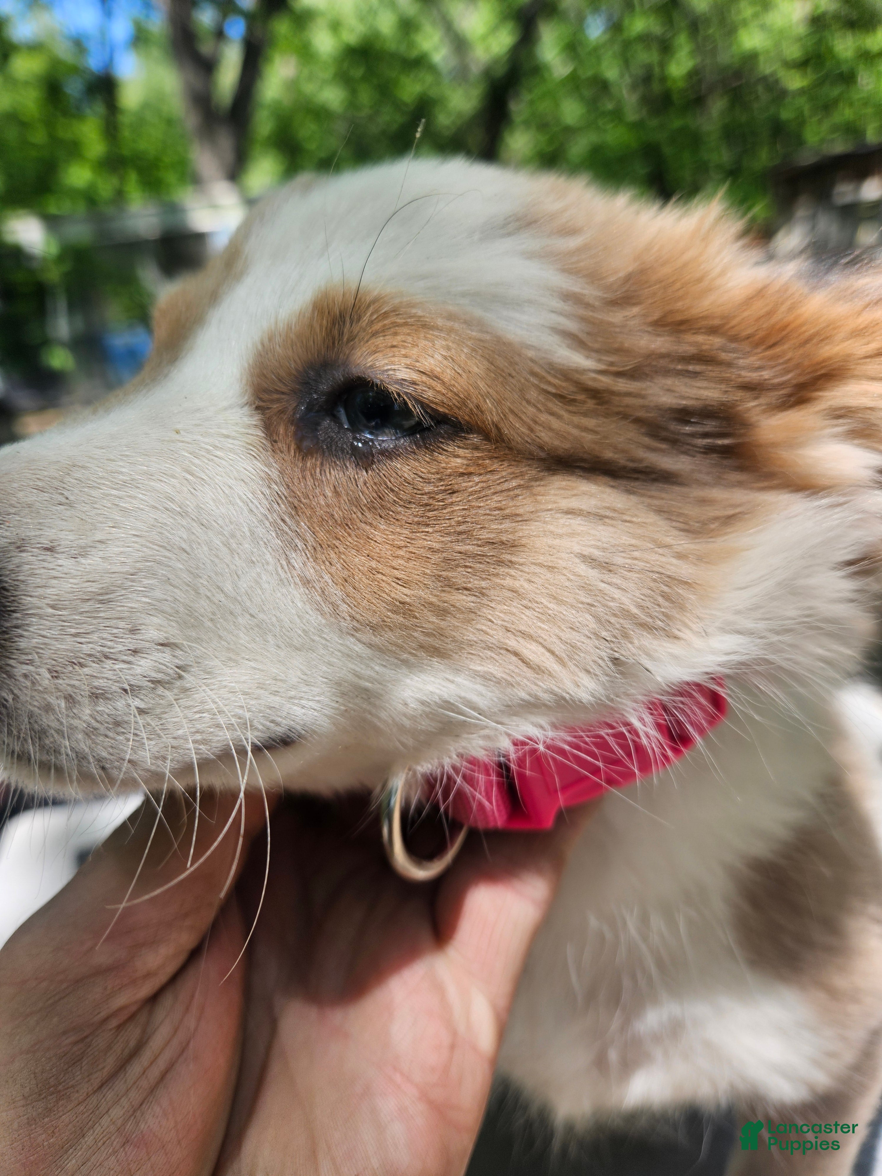 Border Collie dogs for sale: Suzy - Ad 8