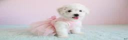 Maltipoo dogs for sale: Angel - Ad 3