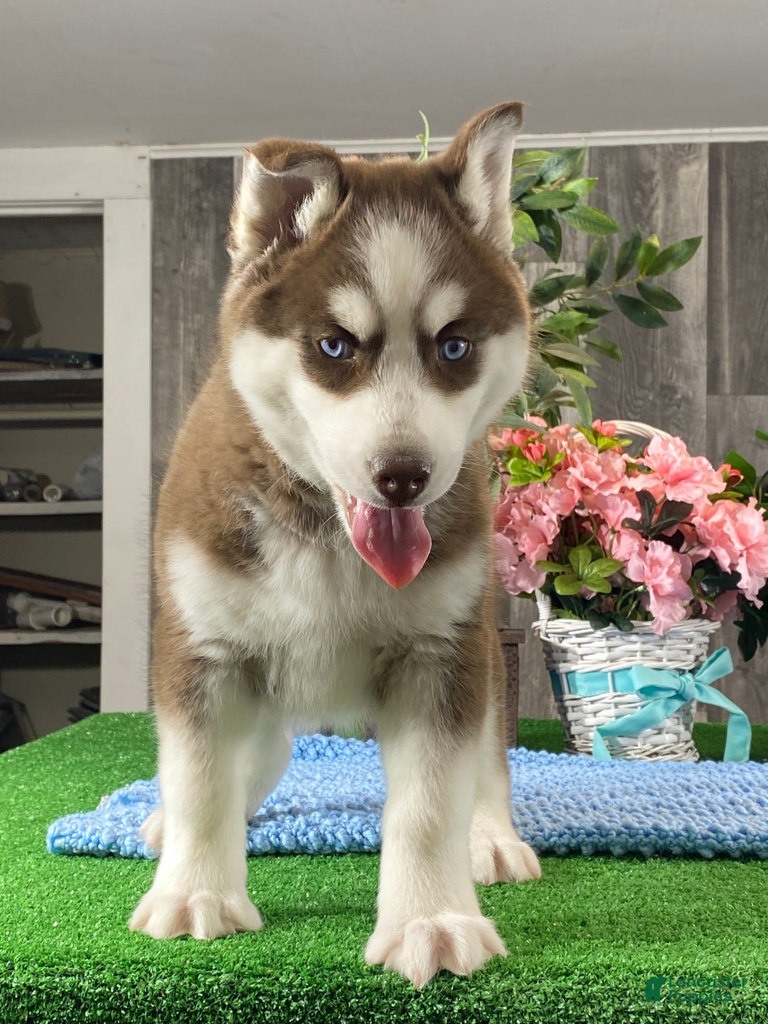 Siberian Husky dogs for sale: Artic Cat  - Ad 4