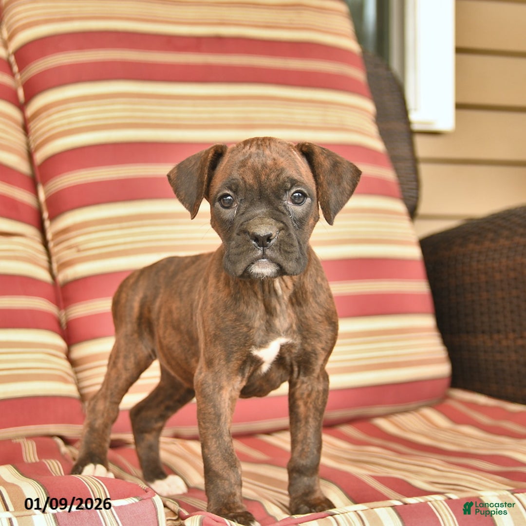 Boxer dogs for sale: Jewel  - Ad 2