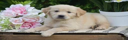 Golden Retriever dogs for sale: Faith - Ad 1