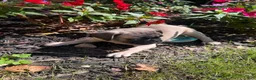 Frug dogs for sale: Frug 2 - Ad 4