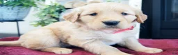 Golden Retriever dogs for sale: Princess - Ad 4