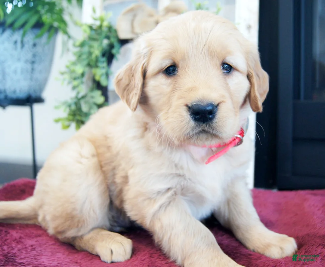 Golden Retriever dogs for sale: Princess - Ad 4