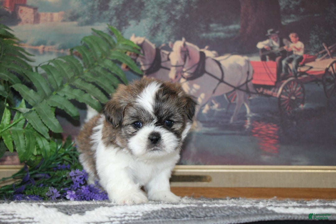 Shih Tzu dogs for sale: Colt - Ad 4