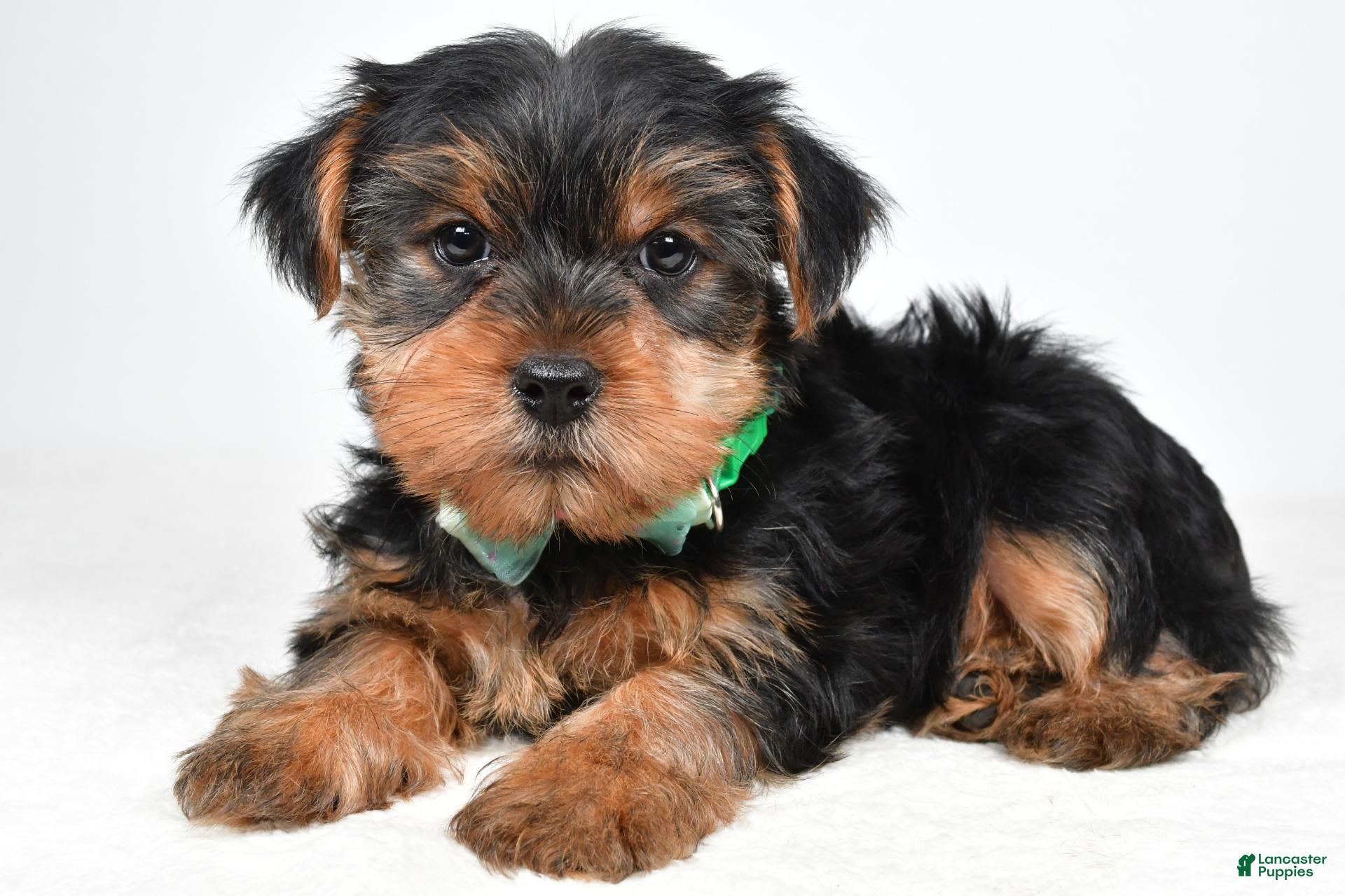 Yorkshire Terrier dogs for sale: Theodore - Ad 1