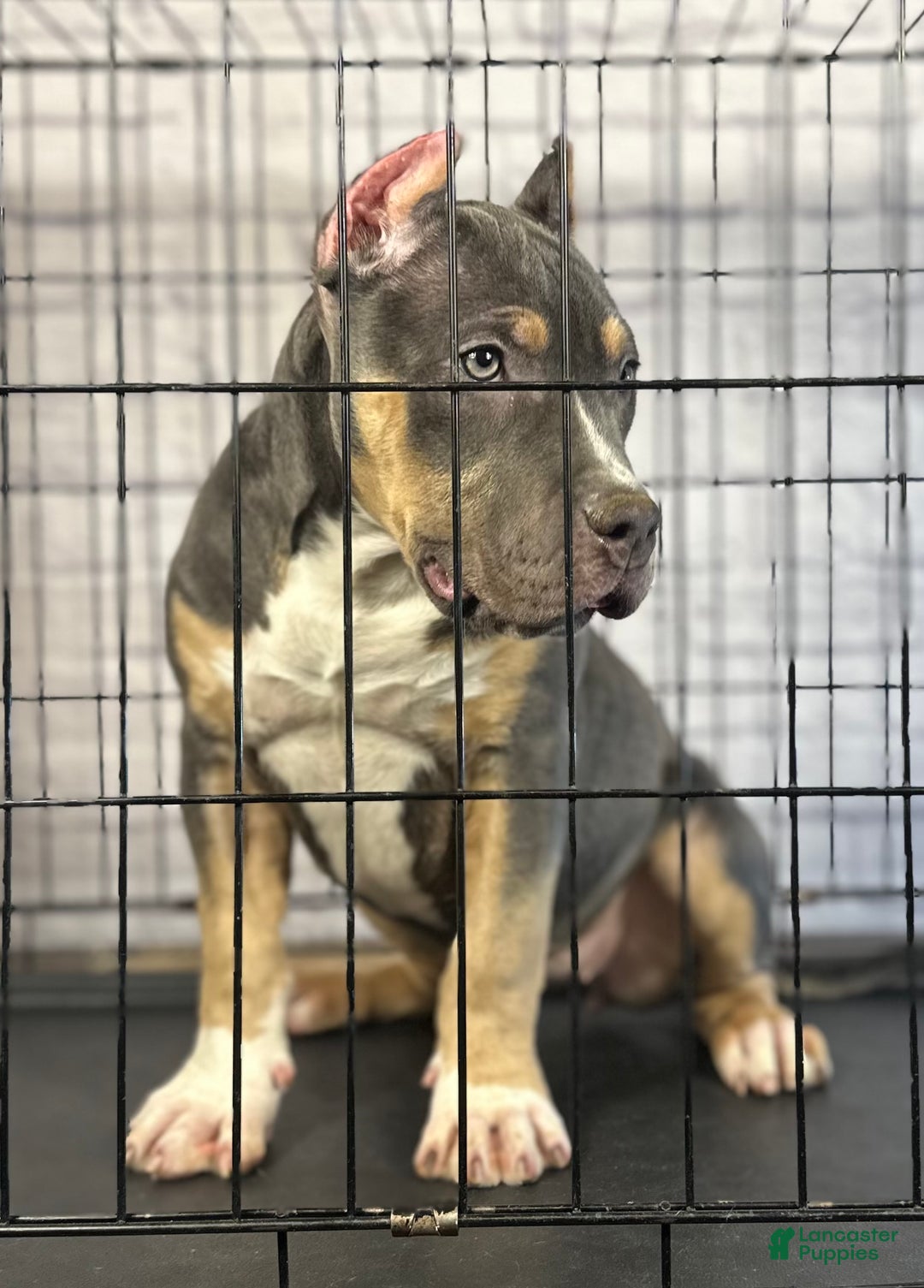 American Bully dogs for sale: Maggie - Ad 13