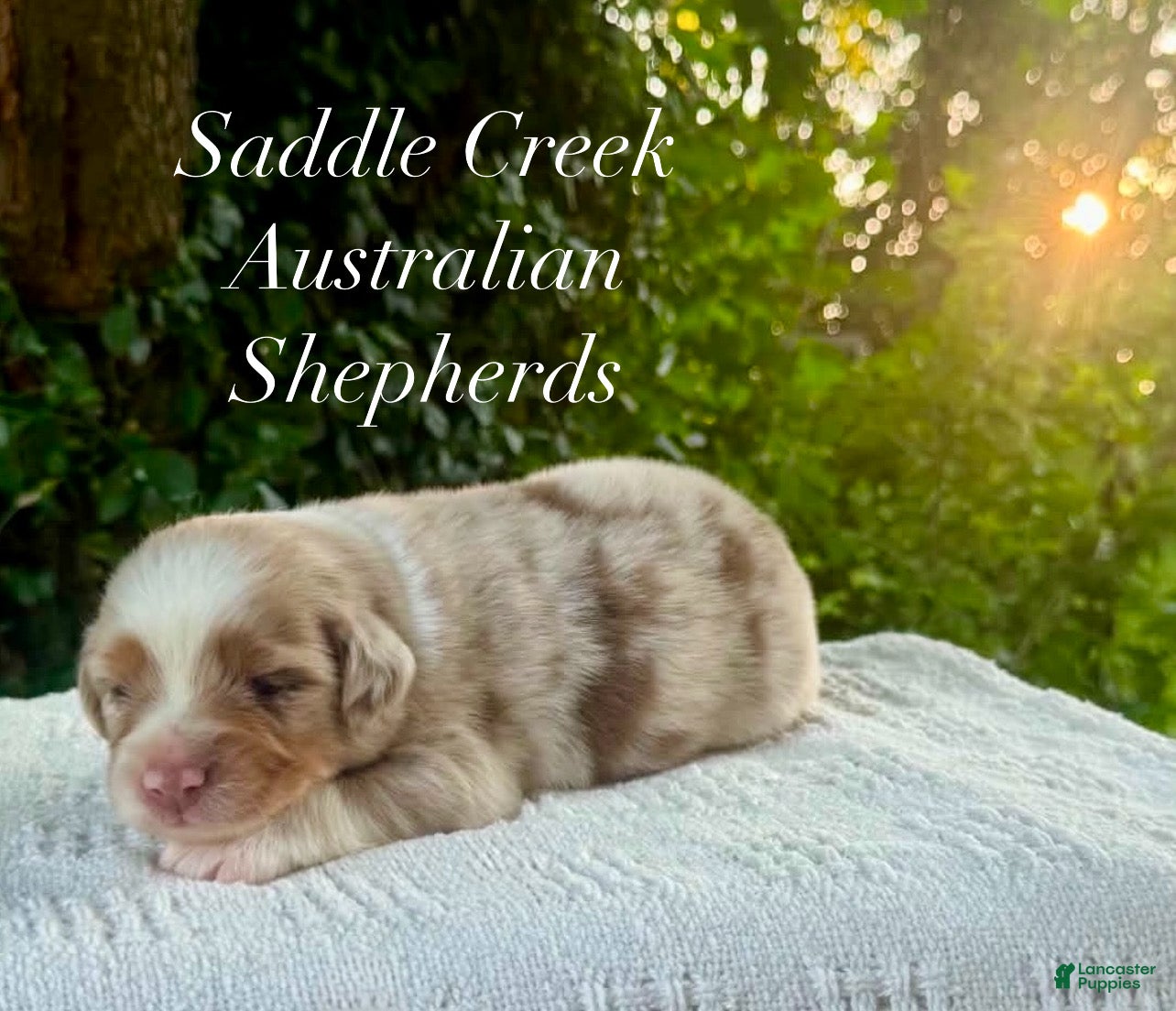 Australian Shepherd dogs Australian Shepherd 2 - Ad 1