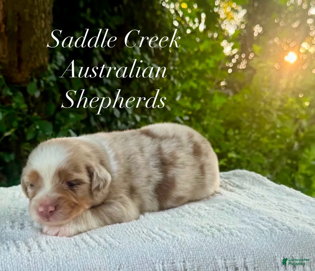 Australian Shepherd dogs for sale: Australian Shepherd 2 - Ad 1