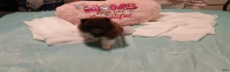 Pomeranian dogs for sale: Pomeranian 2 - Ad 2