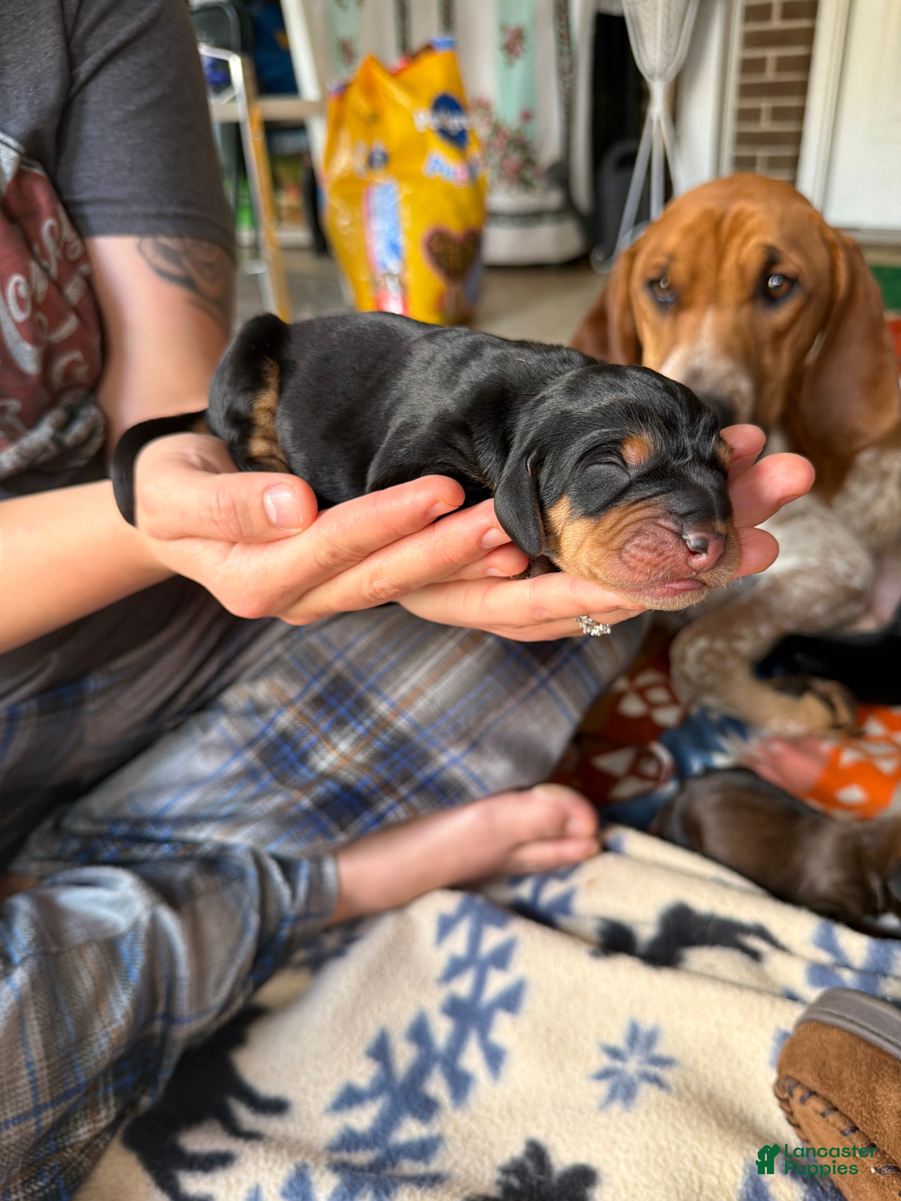 Mixed Breed dogs Brutus - Ad 4