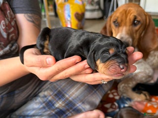 Mixed Breed dogs Brutus - Ad 8