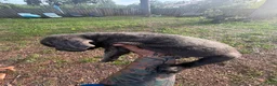 Cane Corso dogs for sale: Nyx - Ad 2